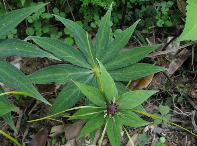 七叶一枝花